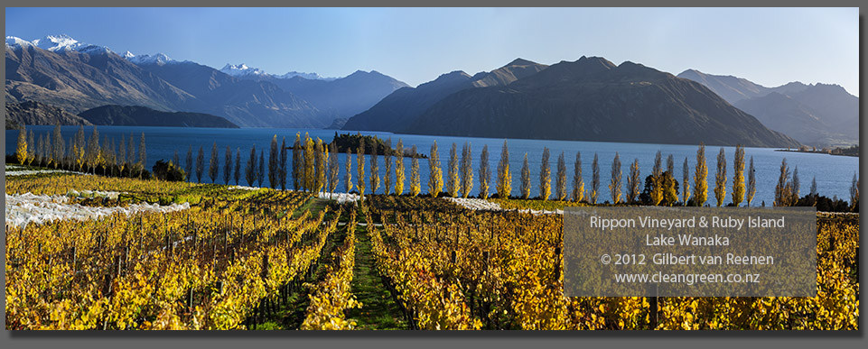 NZ Vineyard Photos